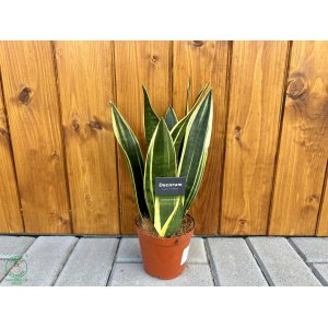 Svokrine jazyky (Sansevieria)  - výška 25-30 cm , kont. C1L 